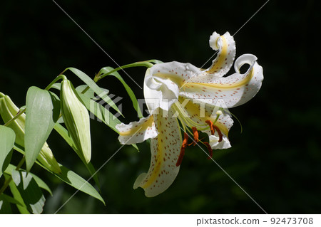  Wild lily 92473708