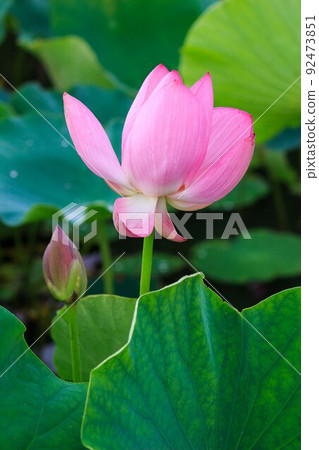 蓮花 蓮花 92473851