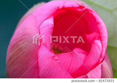 蓮花 蓮花 92473855