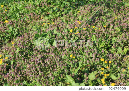 春天的花朵 / 生長並覆蓋地面的“deadnettle”和“蒲公英”等雜草 92474009