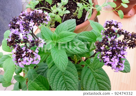 Heliotropium Heliotropium Potted plant Purple flower Heliotropium Heliotropium Potted plant Purple flower 92474332