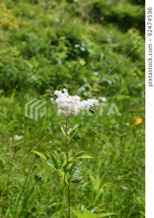 Onishimotsuke Hakusan Alpine Botanical Garden Onishimotsuke Hakusan Alpine Botanical Garden 92474596