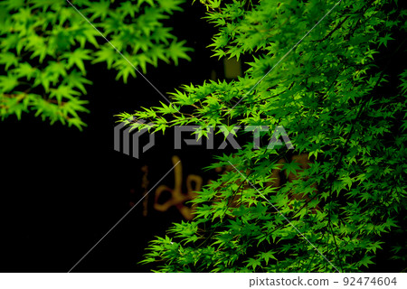 Blue leaves Blue leaves 92474604