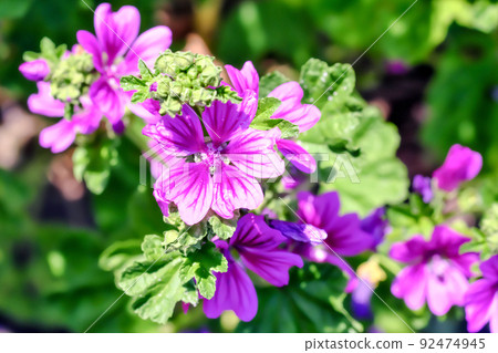 Wildflower Wildflower 92474945