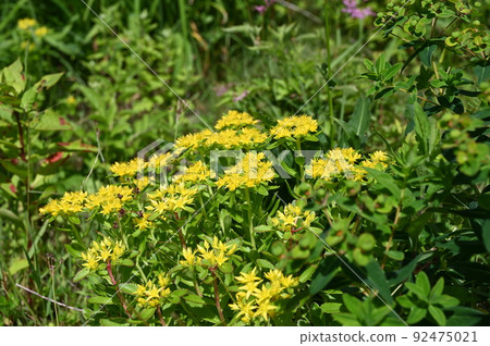 Kirinso花高山植物白山市 Kirinso花高山植物白山市 92475021