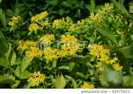 Kirinso flower alpine plant Hakusan city 92475022