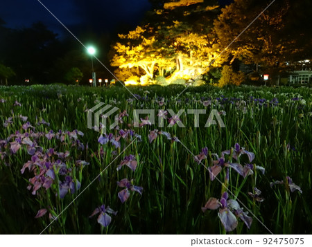 Iris in full bloom Ayame Nagai Ayame Park 92475075