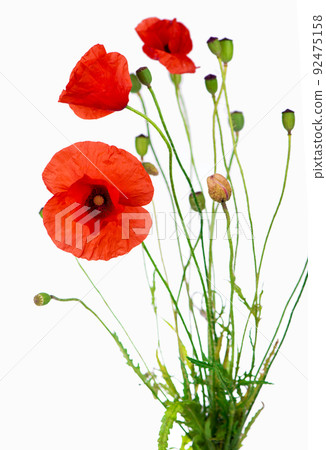 Red poppies. Studio Shot of red poppies on white background 92475158