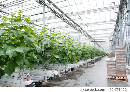 Greenhouse with fresh ripe cucumber. Organic food and vegetables. Healthy eating. Hydroponics in agribusiness. Growing cucumbers in a greenhouse using drip irrigation. Smooth camera movement 92475432
