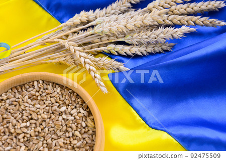 Fabric wave flag of Ukraine with wheat spikes. Blue and yellow bright colors 92475509