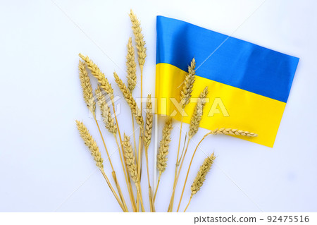 Wheat spikelets and ribbons in colors of Ukrainian flag on light background 92475516