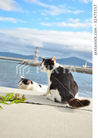 Two stray cats with sharp eyes on Tashirojima, an island of cats 92475557