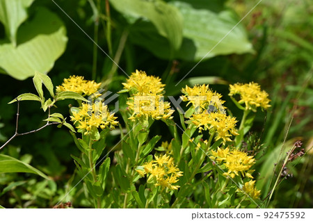 Kirinso flower alpine plant Hakusan city 92475592