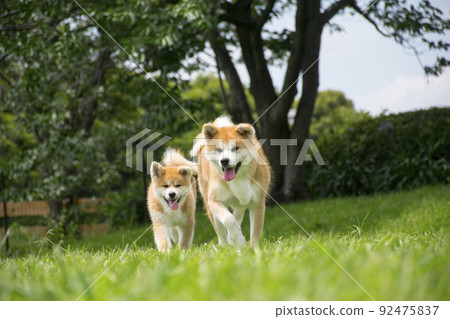 一起散步的秋田犬的父母子女 92475837