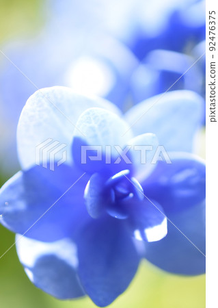 A flower that represents early summer, hydrangea Flower language of hydrangea, blue = patient love 92476375