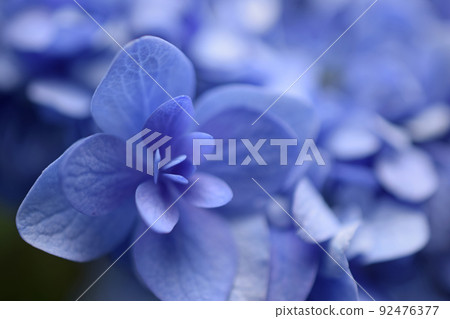 A flower that represents early summer, hydrangea Flower language of hydrangea, blue = patient love 92476377