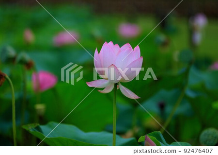 Lotus, (Oga lotus) Lotus, (Oga lotus) 92476407