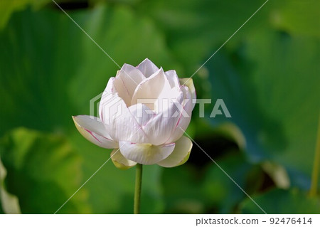 蓮花,(男鹿蓮花) 蓮花,(男鹿蓮花) 92476414