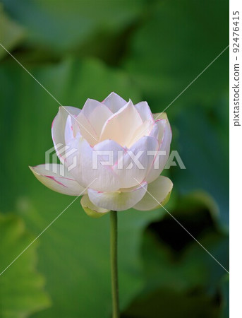 Lotus, (Oga lotus) 92476415