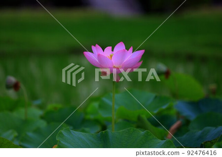 Lotus, (Oga lotus) 92476416