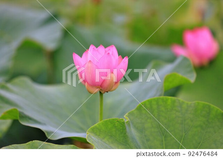 Lotus, (Oga lotus) Lotus, (Oga lotus) 92476484