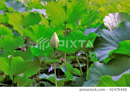 蓮花,(男鹿蓮花) 蓮花,(男鹿蓮花) 92476488