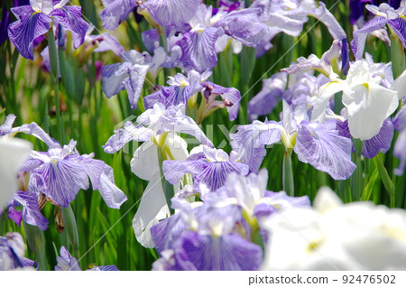 Hana shawab iris 92476502