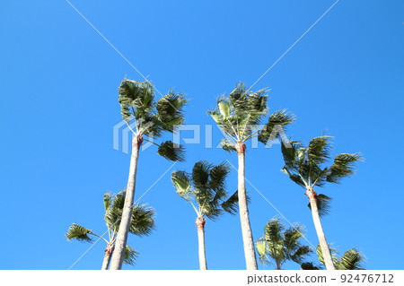 Palm tree swaying in the wind "Washintonia Palm" 92476712