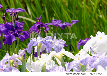 Hana shawab iris 92477556