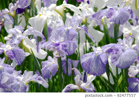 Hana shawab iris 92477557