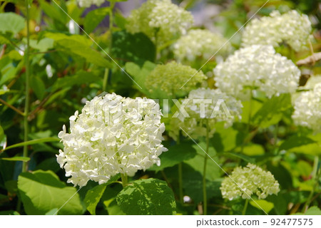 繡球花繡球花 繡球花繡球花 92477575
