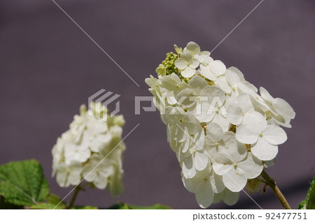 繡球花繡球花 繡球花繡球花 92477751