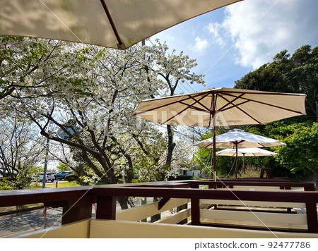Cafe terrace with a view of fresh greenery and cherry blossoms Cafe terrace with a view of fresh greenery and cherry blossoms 92477786
