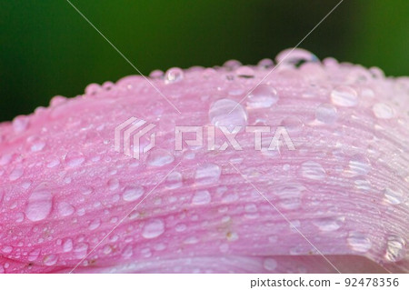Water droplets on lotus petals Water droplets on lotus petals 92478356