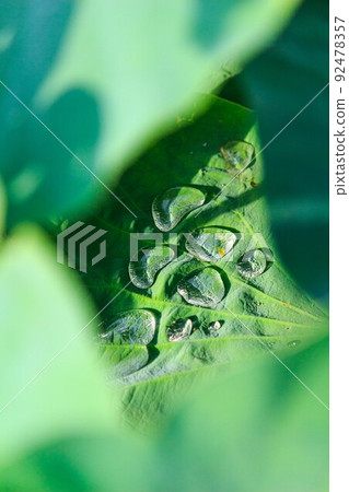 Water droplets on lotus leaves Water droplets on lotus leaves 92478357
