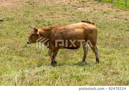 Young brown bull on a green summer rural pasture close-up 92478524