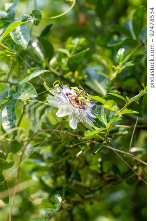 Blue passion flower with green foliage in garden. Passiflora caerulea. Homeopathic herb Blue passion flower with green foliage in garden. Passiflora caerulea. Homeopathic herb 92478534