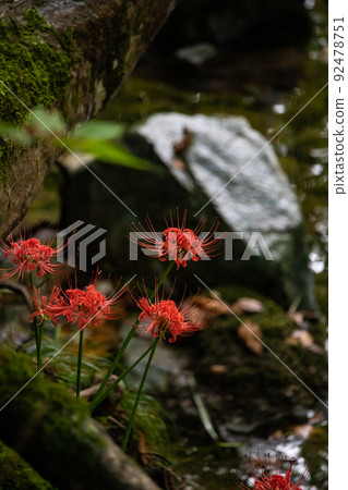 EOS5D. 廣島莊原,孤挺花簇和模糊。 EOS5D. 廣島莊原,孤挺花簇和模糊。 92478751