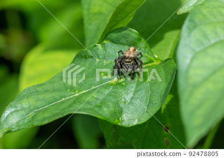 Jumping spider (jumping spider) 92478805