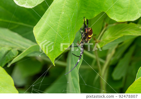 Araneidae Araneidae 92478807