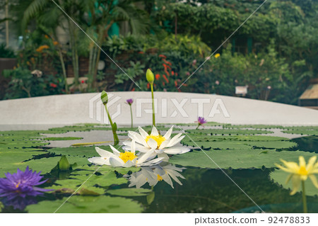 滋賀縣草津市水生植物園水之森溫室水蓮花漂浮在蓮花樓的池塘里 92478833