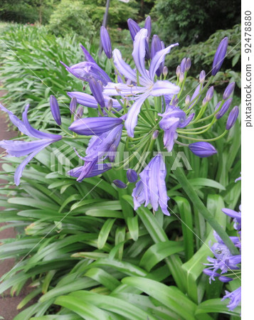 Light purple agapanthus Light purple agapanthus 92478880