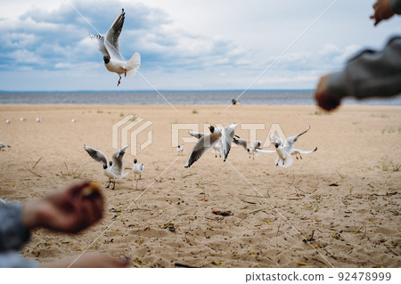 flock of sea gulls flying fighting for food on beach by the sea 92478999