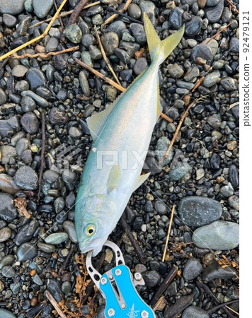 Yellowtail caught with a lure Yellowtail caught with a lure 92479121