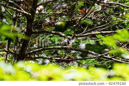EOS5D. 廣島莊原,太極峽大山雀。 EOS5D. 廣島莊原,太極峽大山雀。 92479180