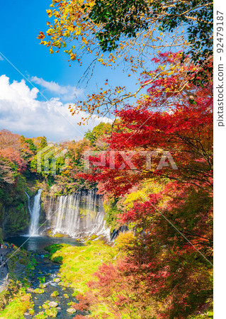 [Autumn material] Shiraito waterfall and rainbow in the autumn leaves season [Shizuoka Prefecture] 92479187