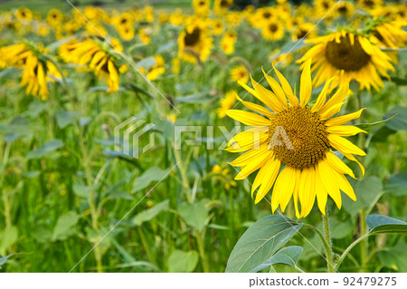 Sunflower-Starland 坂谷 Sunflower-Starland 坂谷 92479275