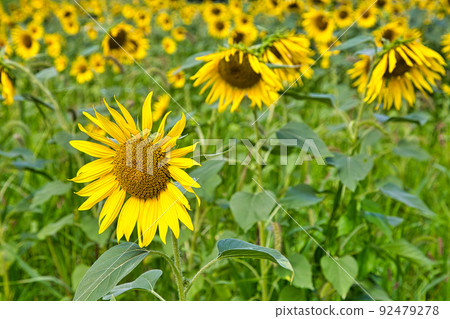 Sunflower-Starland 坂谷 92479278