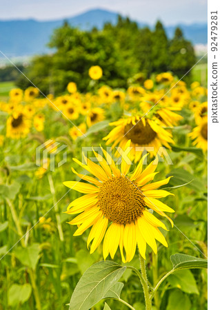 Sunflower-Starland 坂谷 92479281