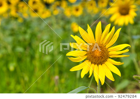 Sunflower-Starland 坂谷 Sunflower-Starland 坂谷 92479284
